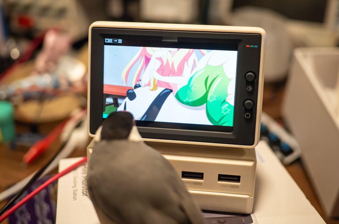 文鳥専用ディスプレイ